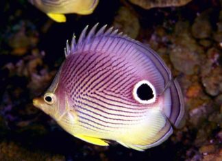 Il granuloma dell’acquario