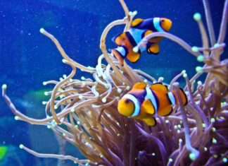 Anche i pesci soffrono di stress