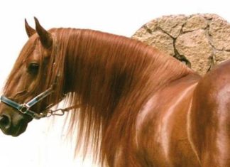CAVALLO: il purosangue inglese