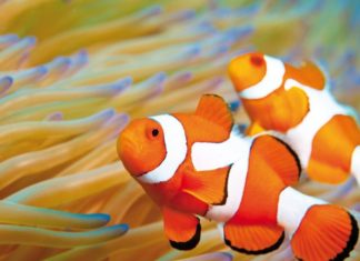 Come curare i pesci d’acquario