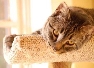 La gastroenterite del gatto si trasmette alle persone