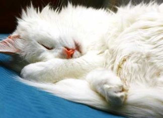 Infiammazione della vescica nel gatto