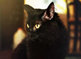 Gatto: valori epatici elevati