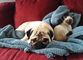 Umanizzare gli animali