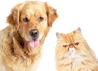 IAA: Interventi Assistiti con Animali