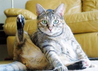 Cause e Soluzioni ai boli di pelo