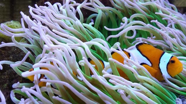 anemoni -in-acquario