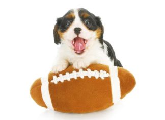 L’importanza del GIOCO per cani e gatti