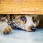 BOTTI di fine anno: come proteggere i pet