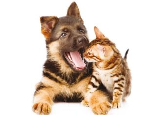 Quando Cane e Gatto hanno l’alito cattivo