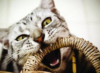 I denti del cane e del gatto come mantenerli in salute