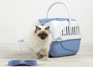 Accessori e consigli per comode gite in tutta sicurezza con gli animali