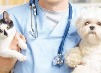 Spese veterinarie e dichiarazioni dei redditi