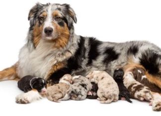Alimentazione in gravidanza nel Cane e nel Gatto