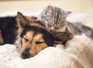 La convivenza fra il cane e il gatto