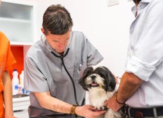 Vacanza con i pet, dieci raccomandazioni