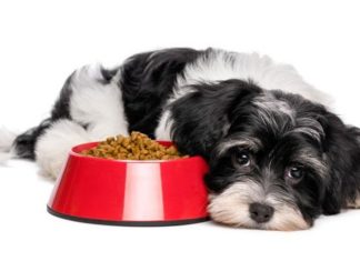 INAPPETENZA DEL CANE IN ESTATE