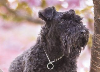 Il Kerry Blue Terrier