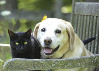 Nella cura del cervello il benessere dei cani e gatti anziani