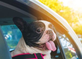 Fashion for pet seguire la moda con i nostri amici