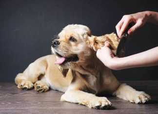 La toeletta cura e igene del cane e del gatto