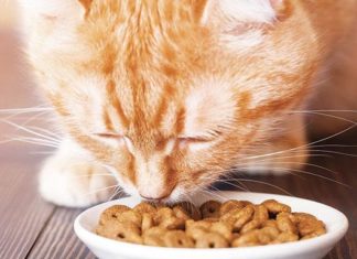 Alimentazione e ricerca nuovi alimenti cane e gatto