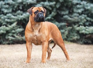 Bullmastiff un amico che viene dalla Gran Bretagna