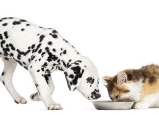 Cane e Gatto un menu tutto per loro