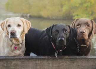 Il labrador Retriever
