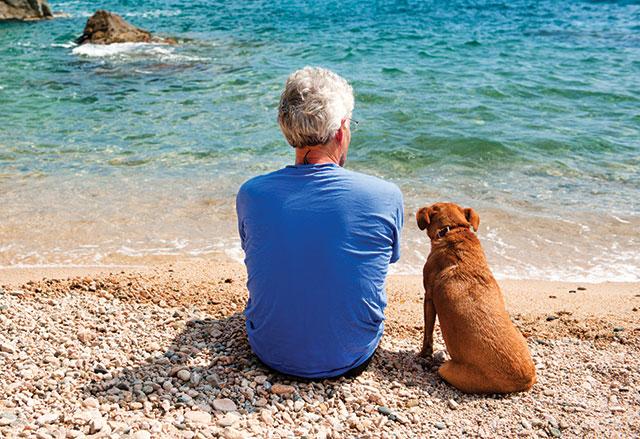 Il cane adora la spiaggia precauzioni e avvertenze | Pet Family
