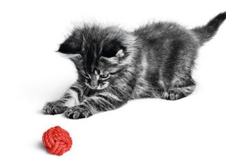 Come crescere al meglio cuccioli e gattini
