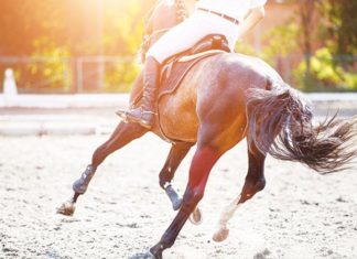 Come disperde il calore il cavallo