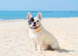 Cane-divieti-di-portarli-in-spiaggia