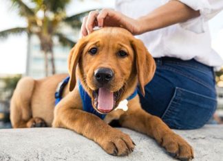 Cinque motivi per cui un cane migliora la qualità della vita