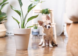 piante-velenose-per-cani-e-gatti