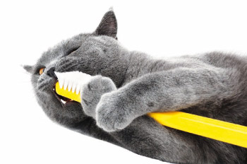 Gatto con lo spazzolino per la pulizia dei denti