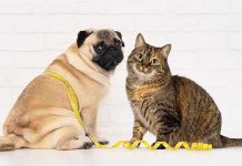 sovrappeso-obesita-pet