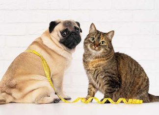 sovrappeso-obesita-pet