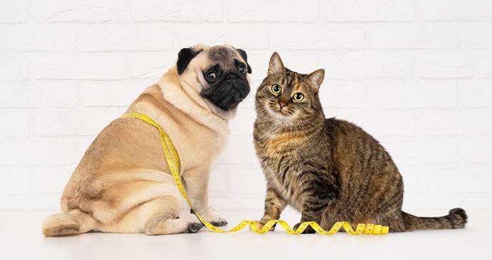 sovrappeso-obesita-pet