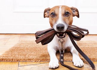 cane con il guinzaglio pronto per uscire