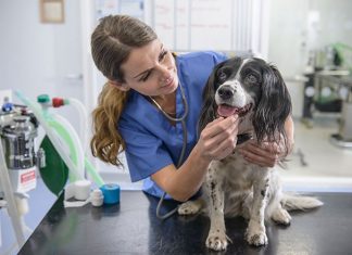 Cucciolo-dal-veterinario-prima-portarlo-a-far-conoscere
