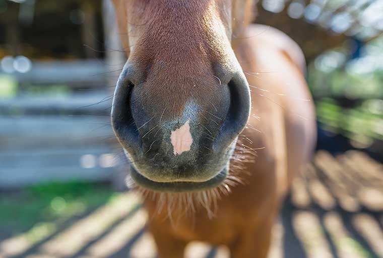 la cura dei denti del cavallo salute