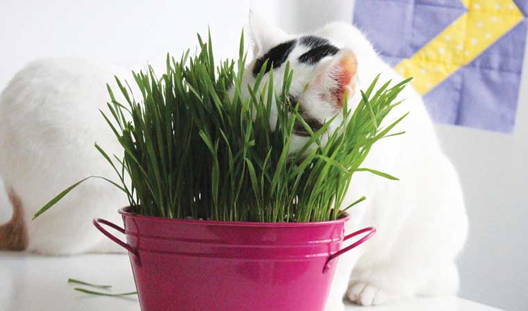 Nell'immagine contenitore con erba gatta