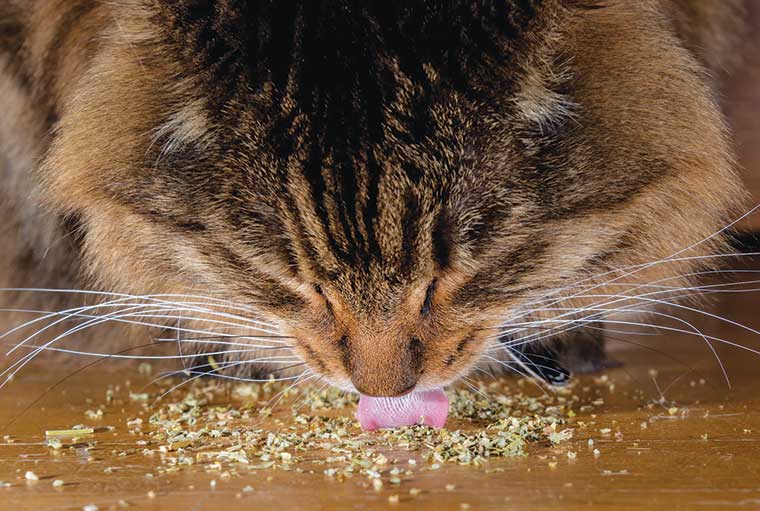 Gatto che mangia dell'erba gatta