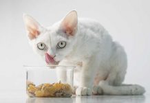 gatto sterilizzato mangia