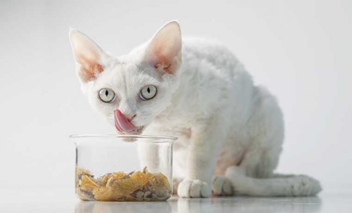 gatto sterilizzato mangia