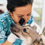 veterinario-curare-occhio-vista-cane-gatto