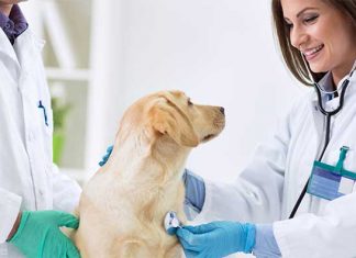veterinari-controllo-prevenzione-cane