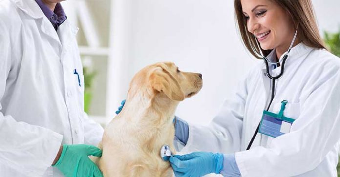 veterinari-controllo-prevenzione-cane