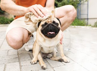 cane-colpo-di-calore-sicurezza-estate-5